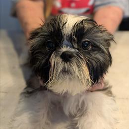 Boy 1 - Brindle and white male Shih Tzu puppy in Doña Ana County, New Mexico from White Sands Shih Tzu's