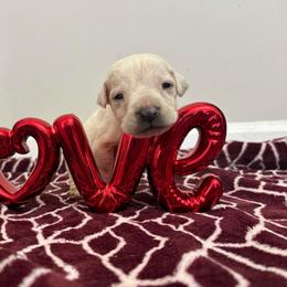 Light pink collar - Red female Cane Corso puppy in Snellville, Georgia from A Really Good Kennel