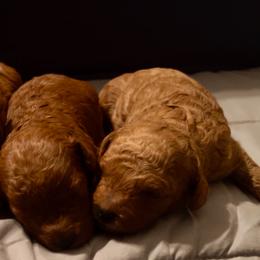 Poodle puppies from Macy’s Poodles and Doodles