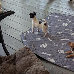 Jazeman of Oakview Farm - Black and white female Chihuahua puppy in Waycross, Georgia from OakView Farm Chihuahuas FB