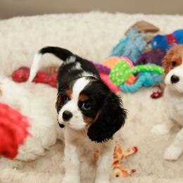 Cavalier King Charles Spaniels from Charming cavaliers