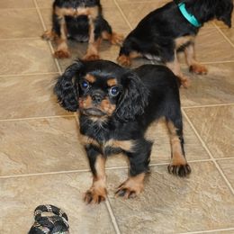 Crush - Black and tan female Cavalier King Charles Spaniel puppy in Pleasant City, Ohio from cywood's ohio cavaliers