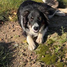 Tess - Tri-color female Border Collie puppy in Centerville, Washington from Forthright Farms