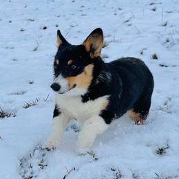 Hominy - Pembroke Welsh Corgi