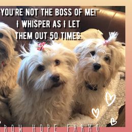 Havanese All Grown Up from Arrow Hope Farms