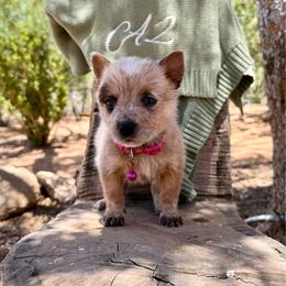 Miss Magenta (AKC) - Red mottled female Australian Cattle Dog puppy in Sahuarita, Arizona from A2 Australian Cattle Dogs