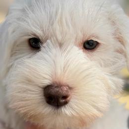 Cupid therapy lined AKC classic white choc - Liver male Miniature Schnauzer puppy in Temple, Texas from Schnauzers Of Taylor