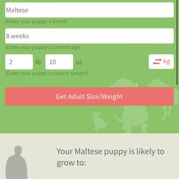 Shelly - White female Maltese puppy in North Myrtle Beach, South Carolina from Perfect Puppies
