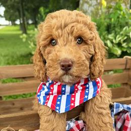 Tupac - Caramel male Australian Labradoodle puppy in Harrisonville, Missouri from Blessed Day Doodles