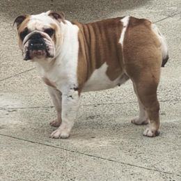 Peanut - Bulldog