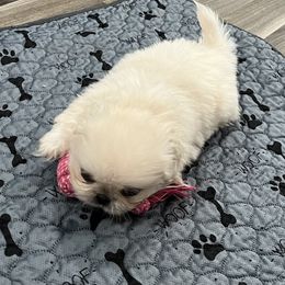 Full AKC - Mini Pearl - Cream female Pekingese puppy in Pennsylvania from Triple I Pekes