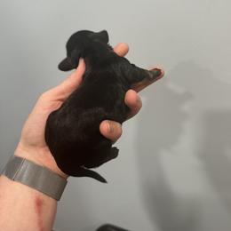 Black and Tan Male 2 - Black and tan male Dachshund puppy in Morristown, Tennessee from Lakeway Farms