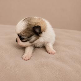 Capri - Black and tan parti female Pomeranian puppy in Paducah, Kentucky from Perennial Poms Pomeranian Breeder