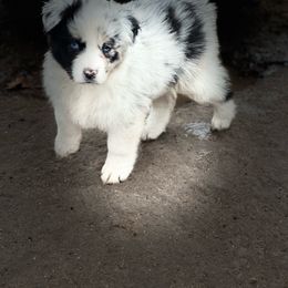 Boujie - Blue merle Australian Shepherd puppy in Mineral Wells, Texas from A6 Australian Shepards