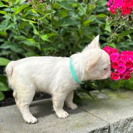 French Bulldog Puppies from The French Bulldog Company LLC