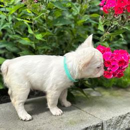 French Bulldog Puppies from The French Bulldog Company LLC