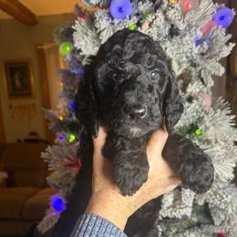 Spaghetti - Black male Poodle puppy in St. Johnsbury, Vermont from Poodles of the Northern Woods