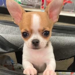 Chihuahua Puppies from Keljim's Chihuahuas