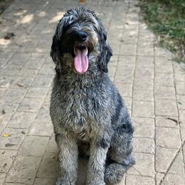 Harvey - Goldendoodle