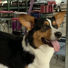 Lochlan - Cardigan Welsh Corgi