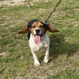 Huck - Beagle