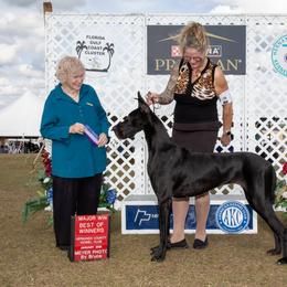 Sassy - Great Dane