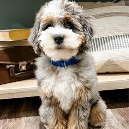 Sundance - Merle male Bernedoodle puppy in Bryan, Texas from Gunstock Doodles