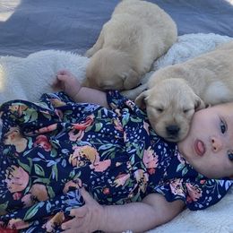 Golden Retriever Puppies from Rollin' Goldies