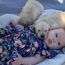 Golden Retriever Puppies from Rollin' Goldies