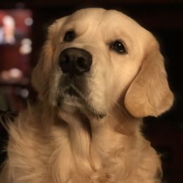 Golden Retrievers from SolarWind