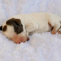 Bonnie - Chocolate female Labradoodle puppy in Crete, Nebraska from Doodles & Co