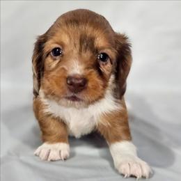 Copperfield - Dapple male Dachshund puppy in Arthur, Illinois from Dachs and Poms