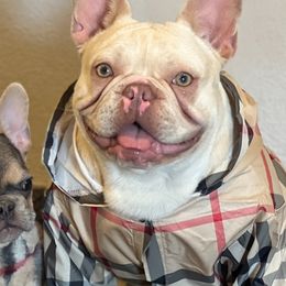 French Bulldogs from Higher up frenchies