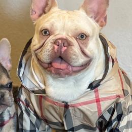 French Bulldogs from Higher up frenchies