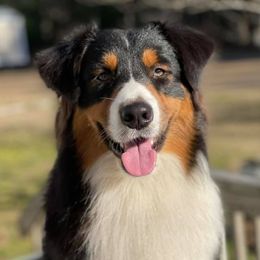 Australian Shepherds from Dogwood Creek Australian Shepherds