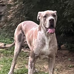 Huck - Great Dane