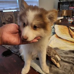Pomsky Puppies from Tony Hwang