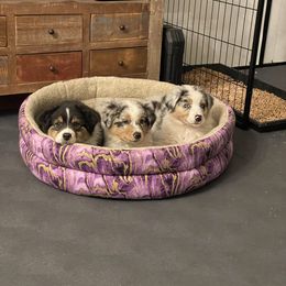 Australian Shepherd Puppies from Audacity Australian Shepherds