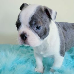 Boston Terrier Puppies from Our Gang Bostons