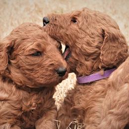 Goldendoodle Puppies from Janna Butler's Goldendoodles