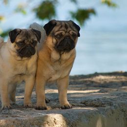 Pugs from Riverview Pugs