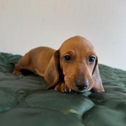 Dachshund All Grown Up from Hotdawgz standard AKC dachshunds