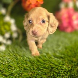 Honey - Red female Dachshund puppy in Buckeye, Arizona from Duran Dachshunds
