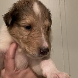 Jango  - Collie puppy from Medicine Wheel Farms and Kennels