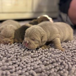 Emma - Lilac tri-color female Bulldog puppy in Hopkins, Missouri from Mowry Creek Mini Aussiedoodles and More