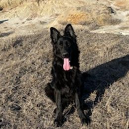 German Shepherds from Amy Ryan's German Shepherds