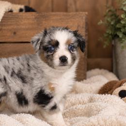 Amber - Blue merle female Australian Shepherd puppy in Placerville, California from BFF Aussies