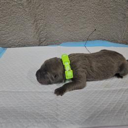 Lime green - Gray brindle male Cane Corso puppy in Fritch, Texas from Carrie Brown's Cane Corsos