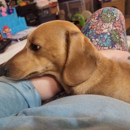 Olive - Dachshund