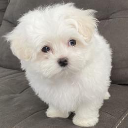 Maltese Puppies from B & O Maltese
